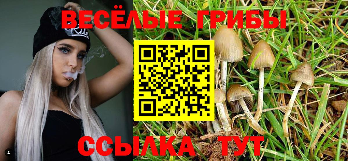 купить наркотики цена  Псилоцибиновые грибы ЛСД  Ковров  Вход с VPN  Галлюциногенные грибы прущие грибы 